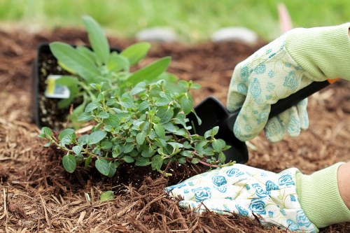 Gardeners White City keeping patios and beds tidy
