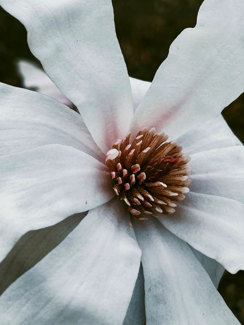 A close-up image of a large, white garden magnolia flower with soft, smooth petals that have subtle pinkish hues near the base. The central part of the flower features numerous brownish-pink stamens c